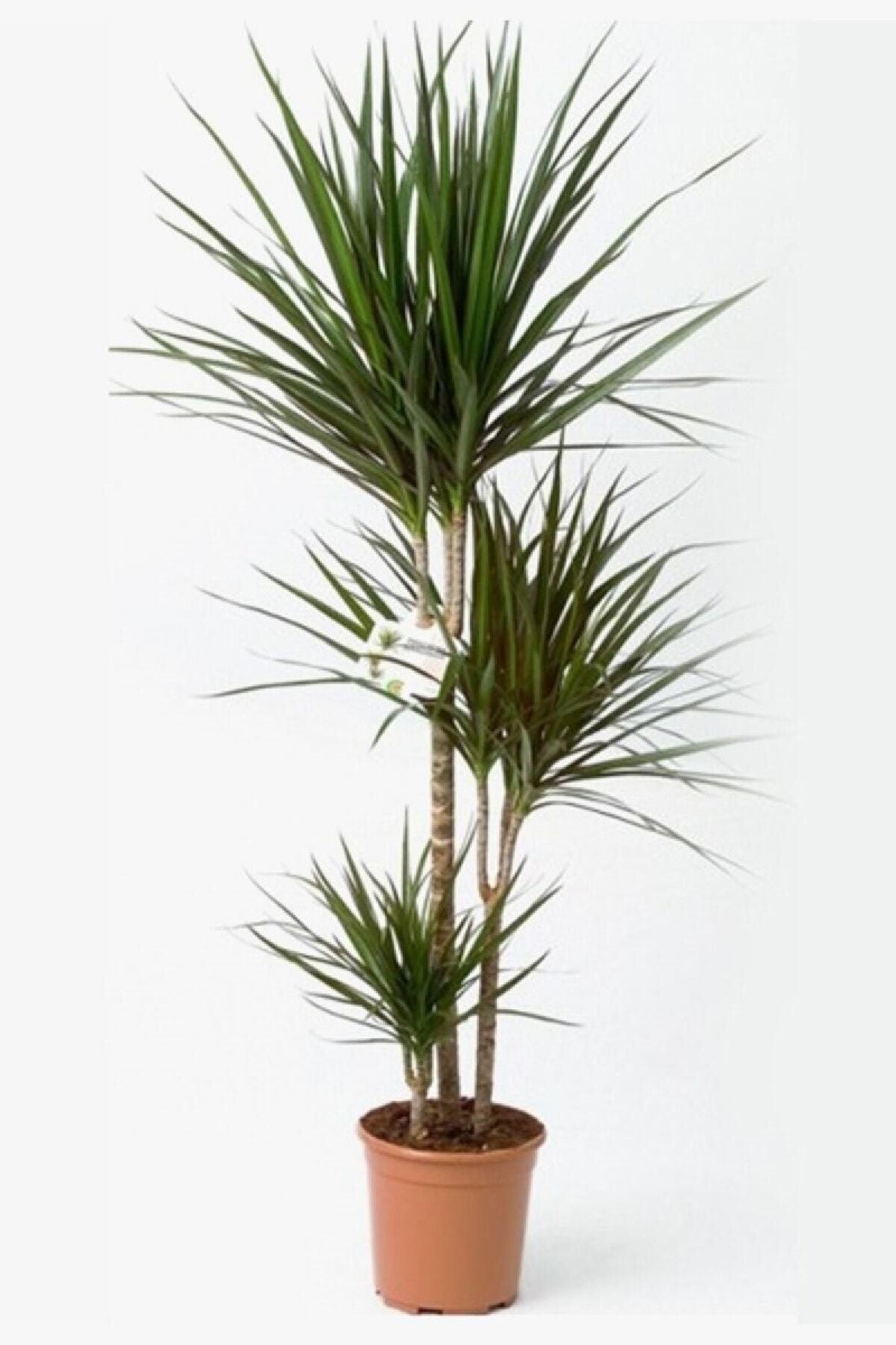 İklim Flowers Dracena Marginata, Ağacı 3 Gövdeli Saksı Da